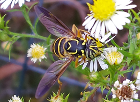 Spilomyia longicornis
